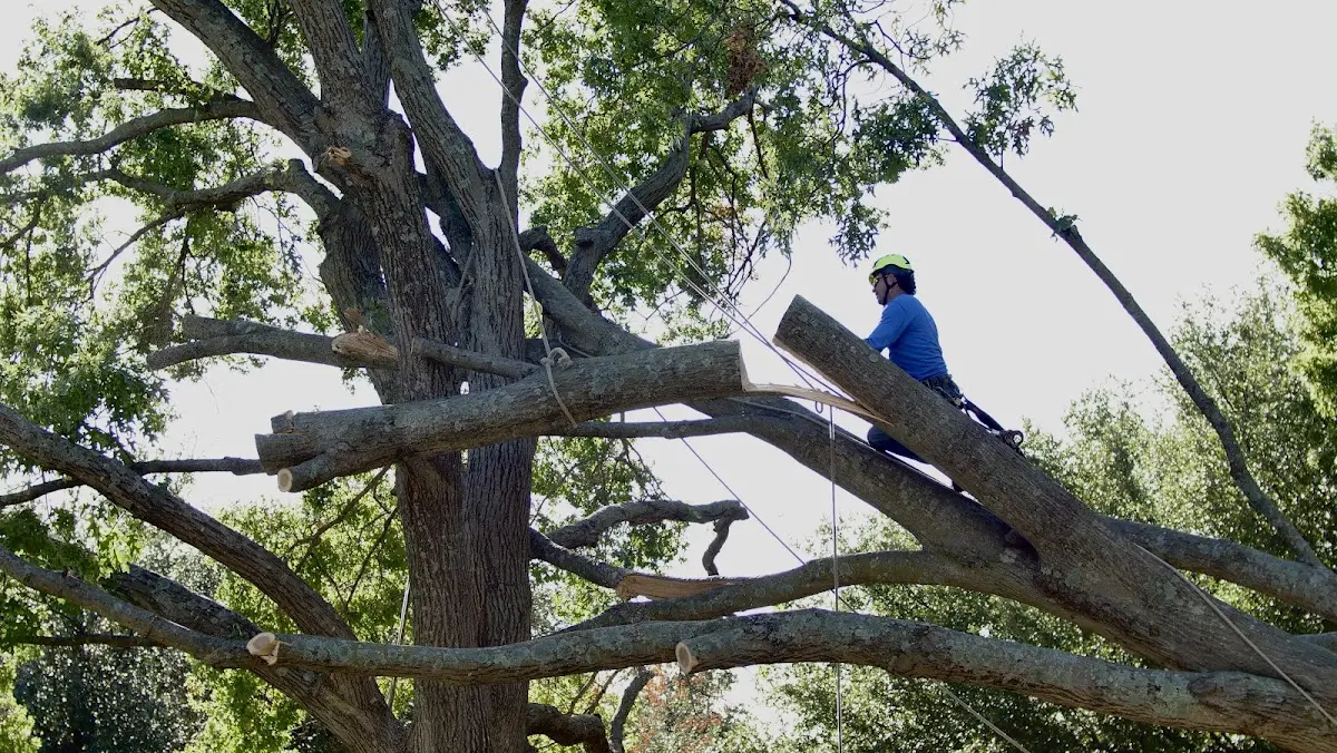 Professional Crown Thinning performed by certified arborists in White Haven
